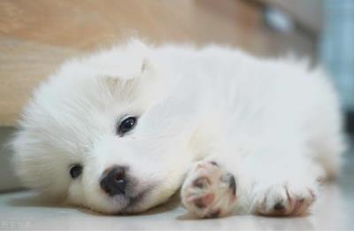 微笑天使是什么狗（微笑天使萨摩耶）