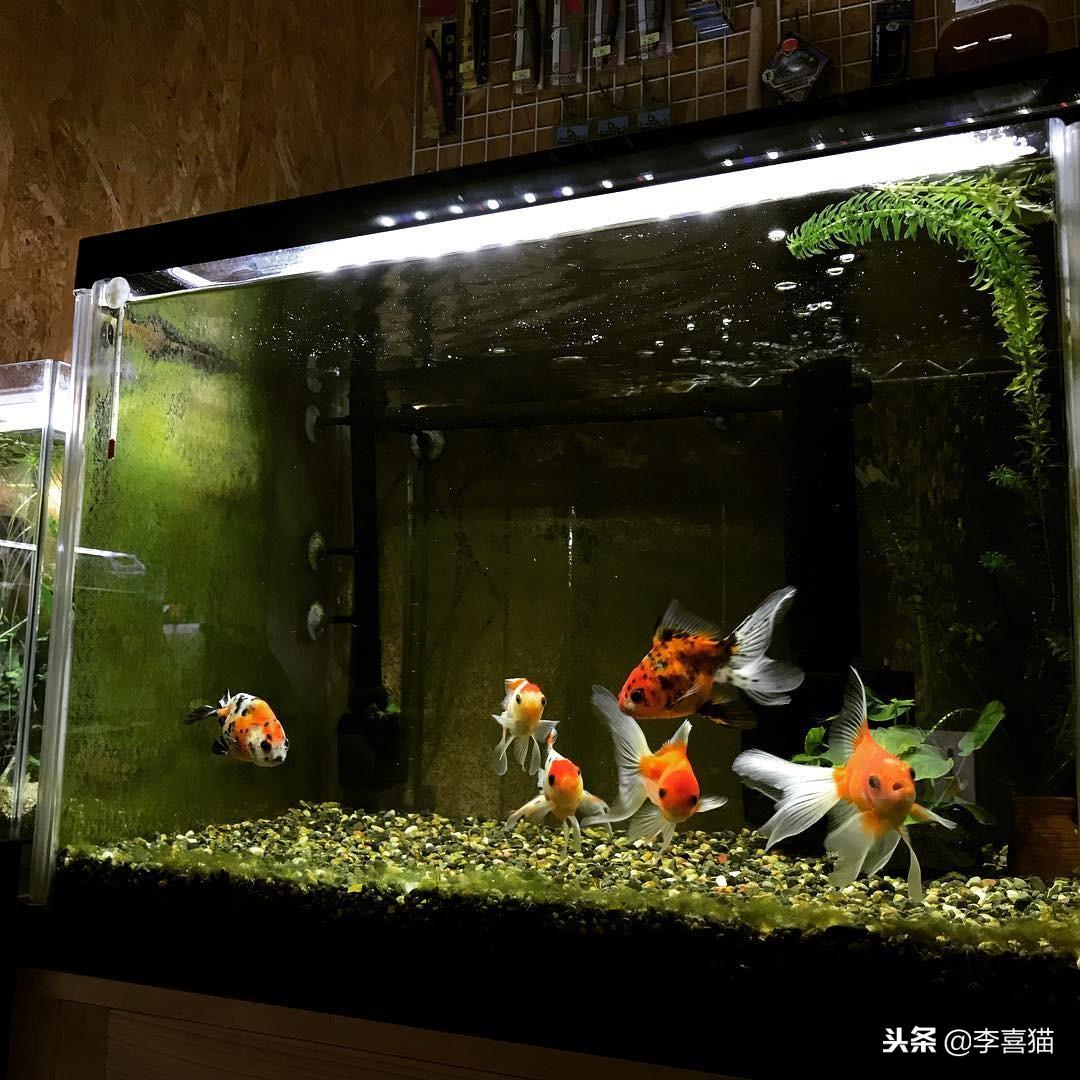 适合家养的干净宠物推荐（好养不麻烦的宠物有哪些）