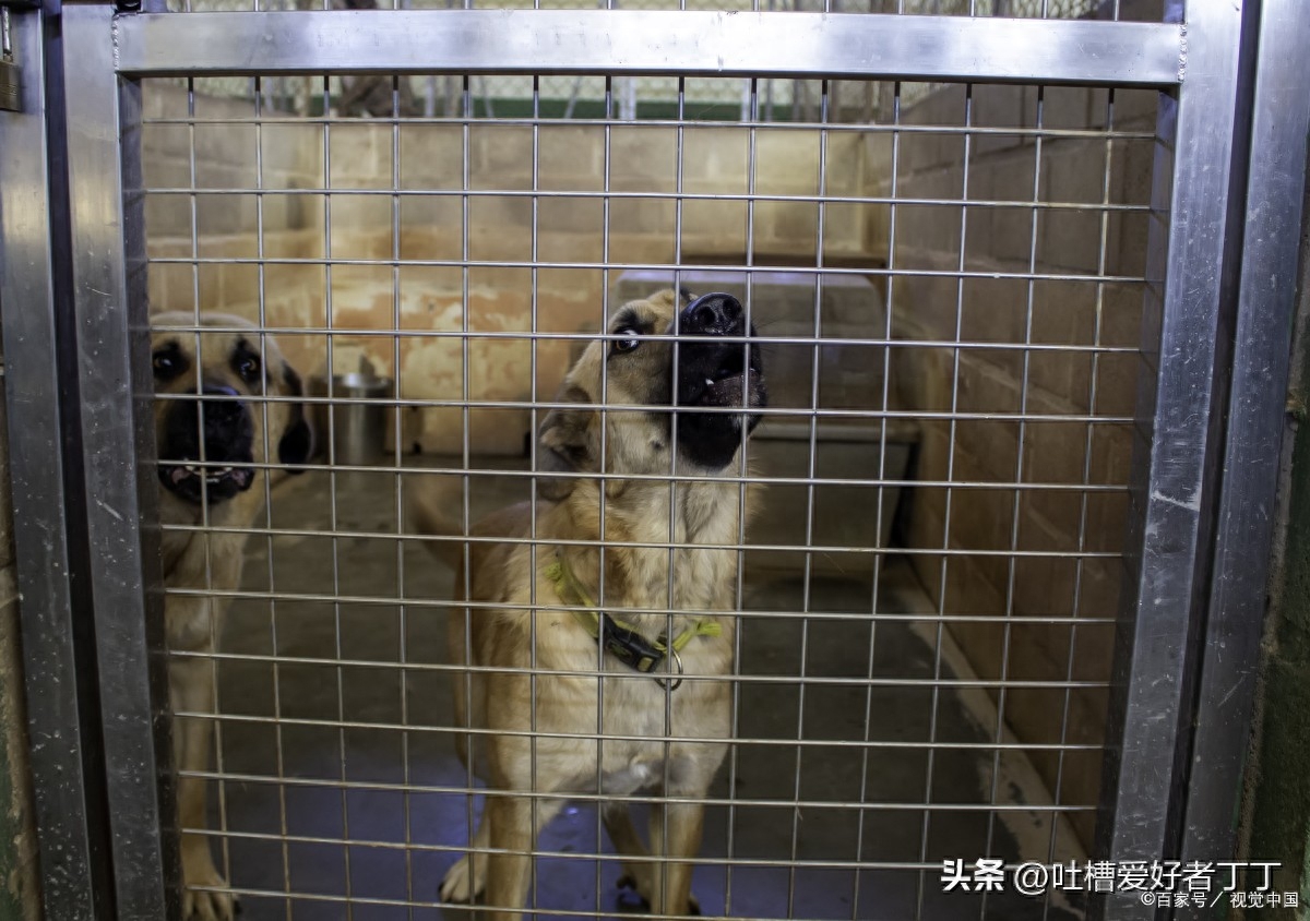 犬舍要怎么分辨正规犬舍呢（附：犬舍）