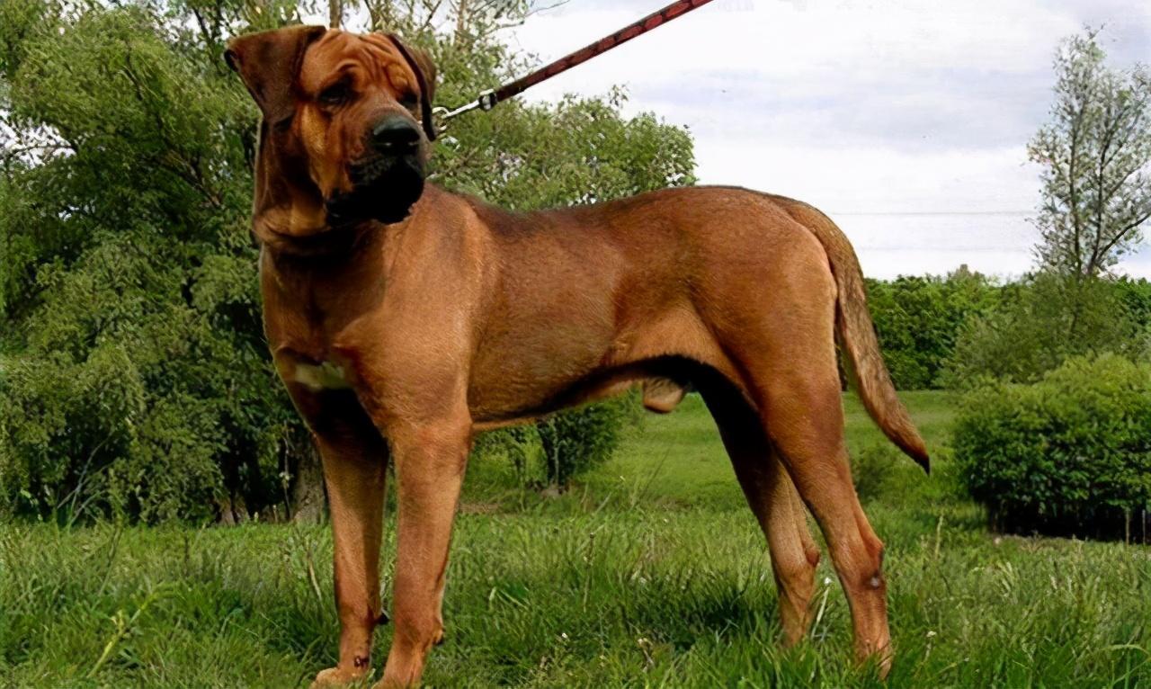 你知道阿根廷杜高犬也是性犬吗（附：世界上最凶残的7种烈性犬）