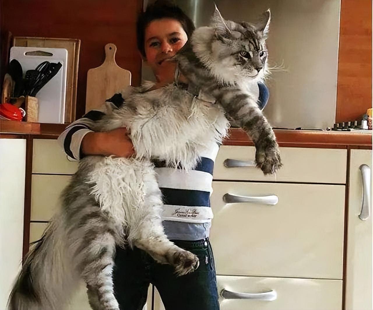 一只奶牛猫幼崽约20-200元（长毛黑白奶牛猫多少钱一只）