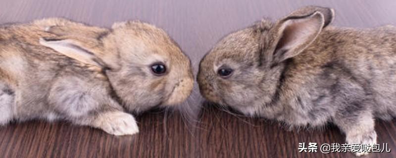 摸兔子哪里它比较舒服