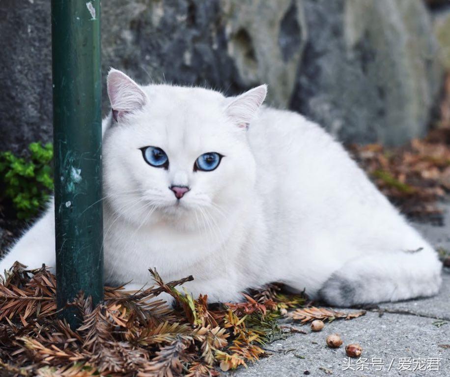 猫咪上完猫砂爬床不脏吗（猫咪上完猫砂如何清洁毛发干净）