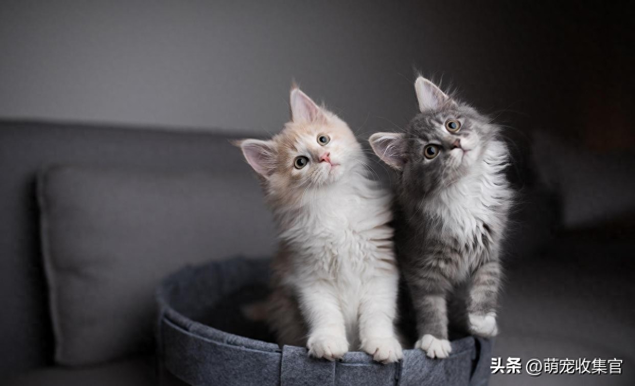 高铁托运一只猫多少钱（附：教你这四种方式过年带宠物回家）