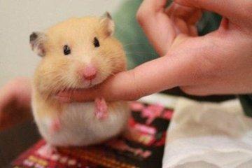 宠物金丝熊品种图片及价位表