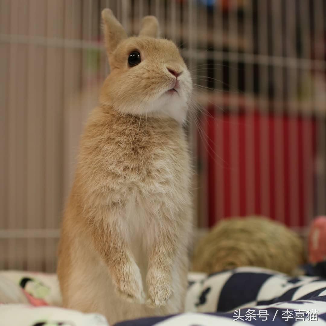 侏儒兔为什么不能随便养一只（分享容易养活侏儒兔的事项）