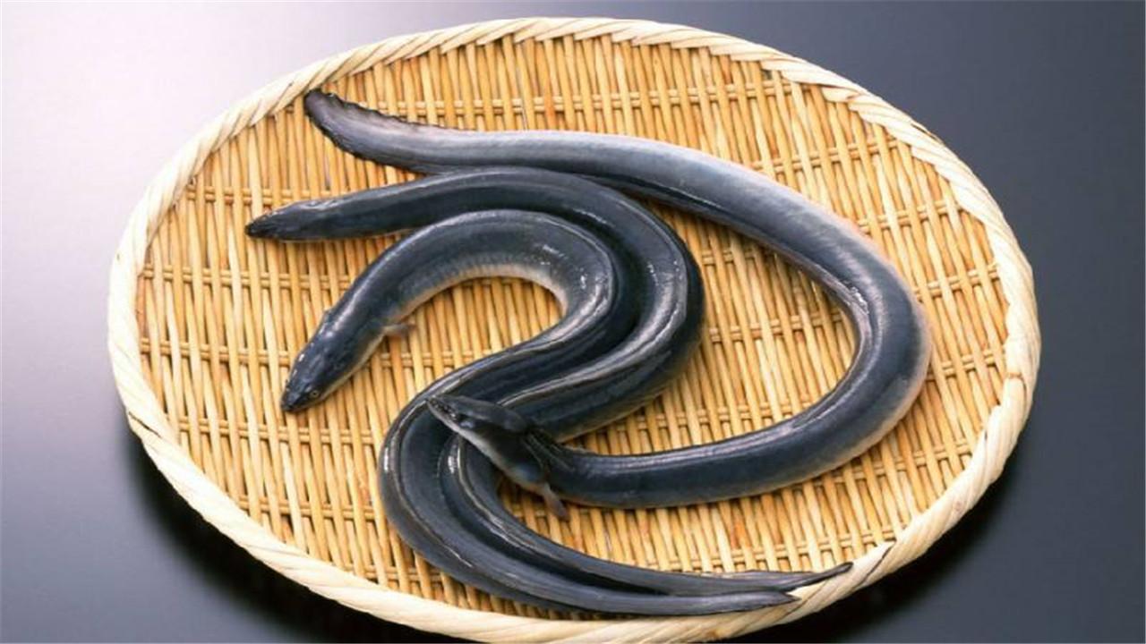 如何才能养殖培训出价值高的黄鳝呢（黄鳝养殖培训及饲养条件）