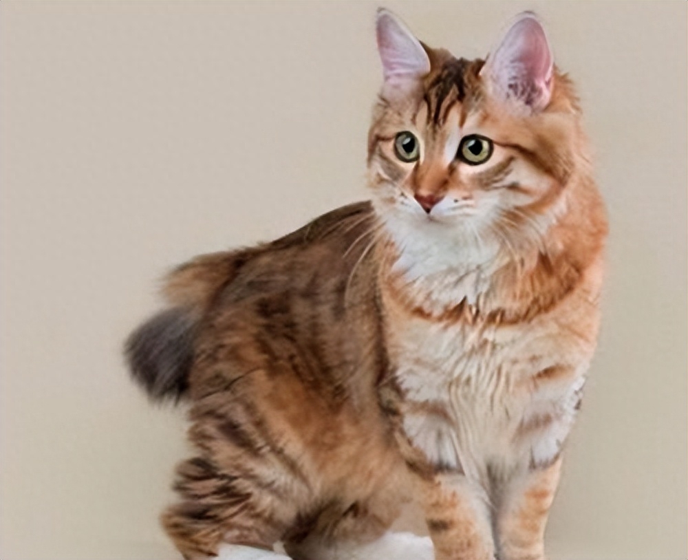 麒麟猫（附：麒麟猫招财且优点有点多哦）