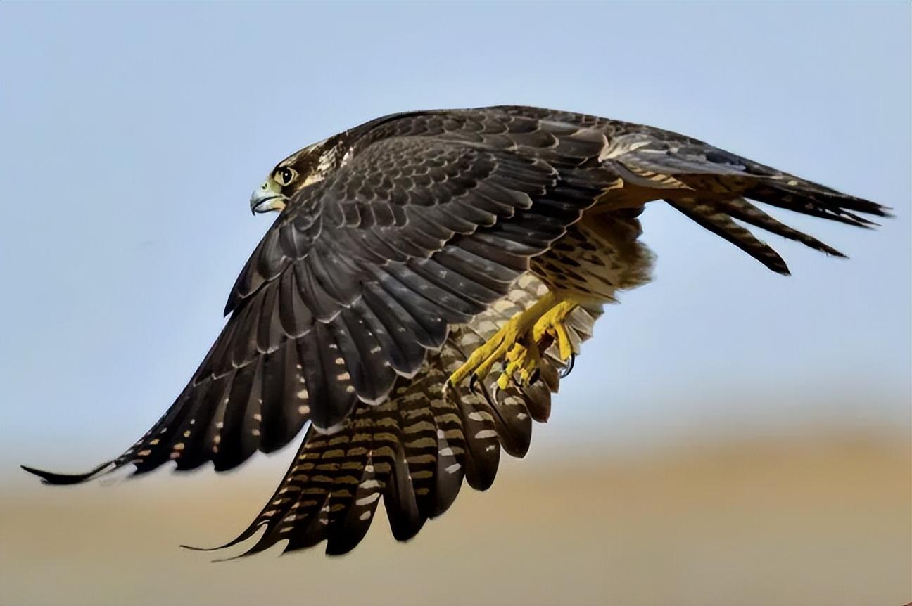 游隼金雕、鹰、秃鹫哪个更厉害一点呢（盘点全球最凶猛的10种鸟类）