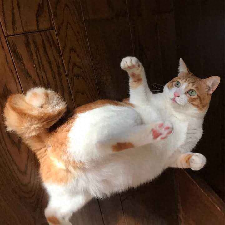 麒麟猫（附：麒麟猫招财且优点有点多哦）