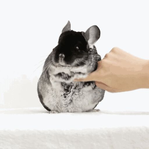 养龙猫的人的巨大危害有哪些呢（盘点7大点劝退想轻松养龙猫的人）