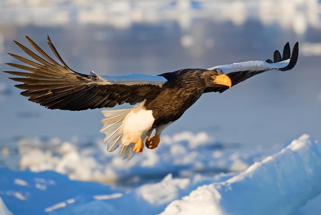 游隼金雕、鹰、秃鹫哪个更厉害一点呢（盘点全球最凶猛的10种鸟类）