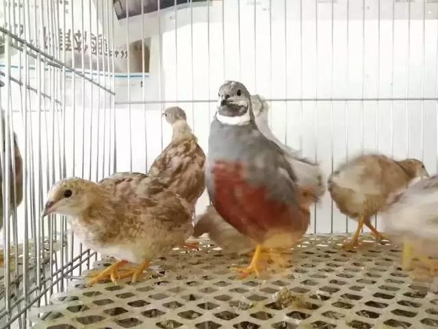 芦丁鸡养殖前景好吗（详解：养1000只芦丁鸡一年的利润）