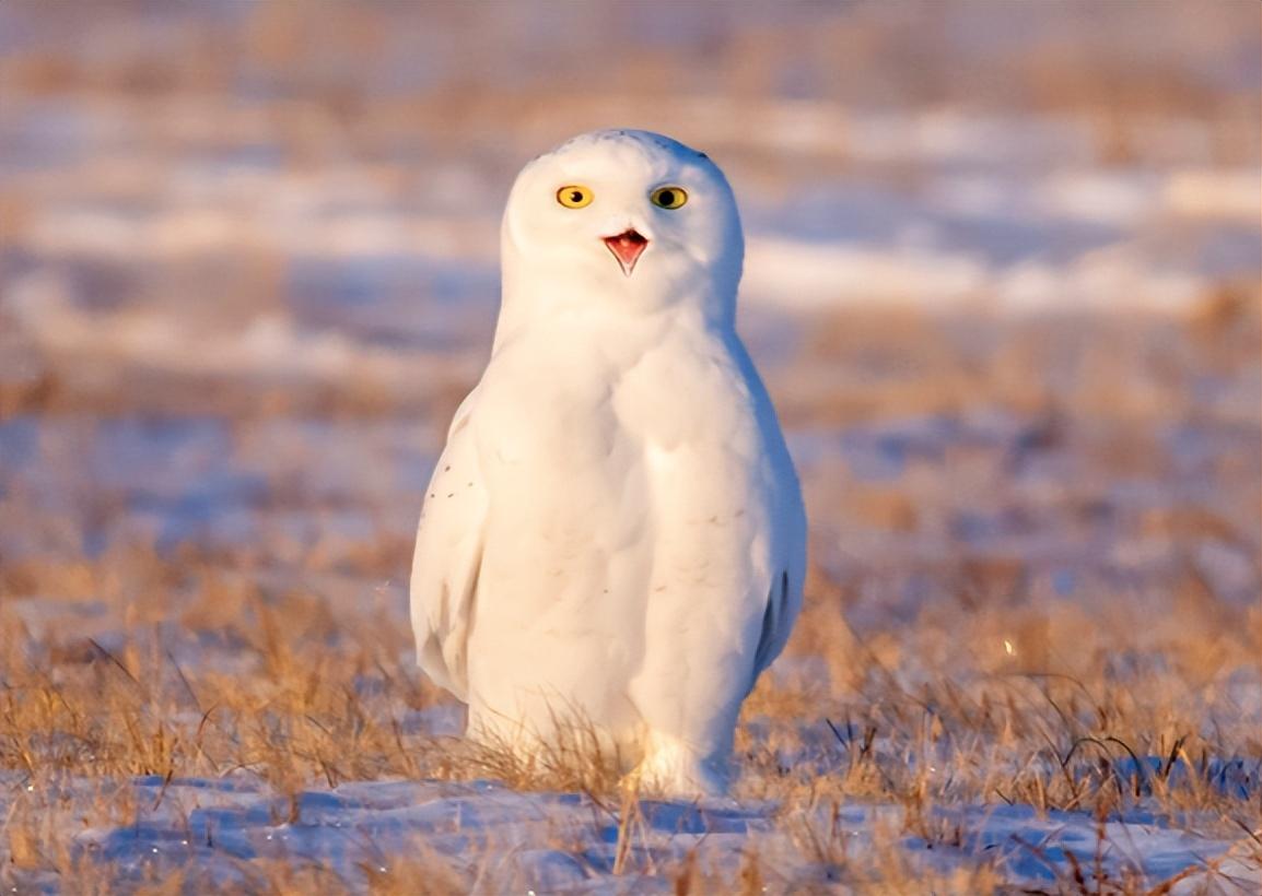 游隼金雕、鹰、秃鹫哪个更厉害一点呢（盘点全球最凶猛的10种鸟类）