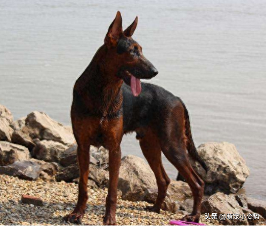 莱州红犬难养吗图（附：号称血统最复杂的中国名犬）