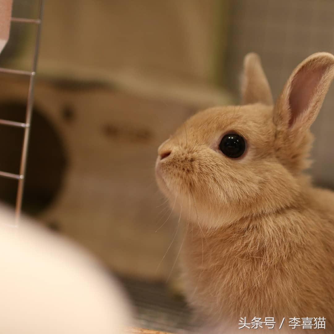 侏儒兔为什么不能随便养一只（分享容易养活侏儒兔的事项）