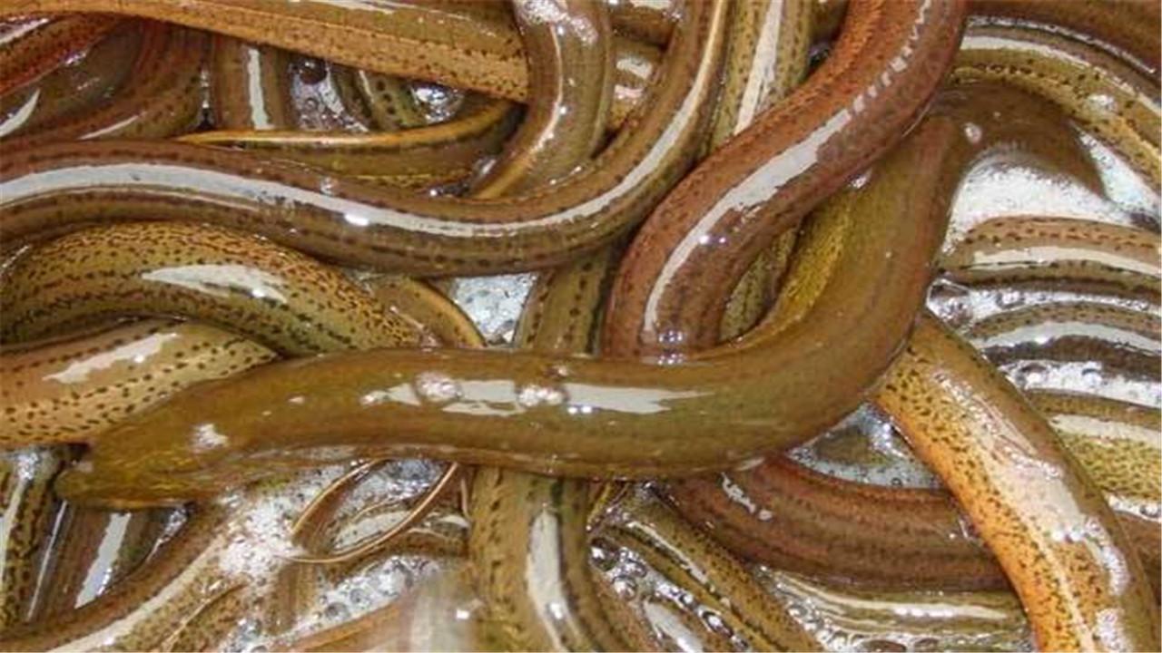 如何才能养殖培训出价值高的黄鳝呢（黄鳝养殖培训及饲养条件）