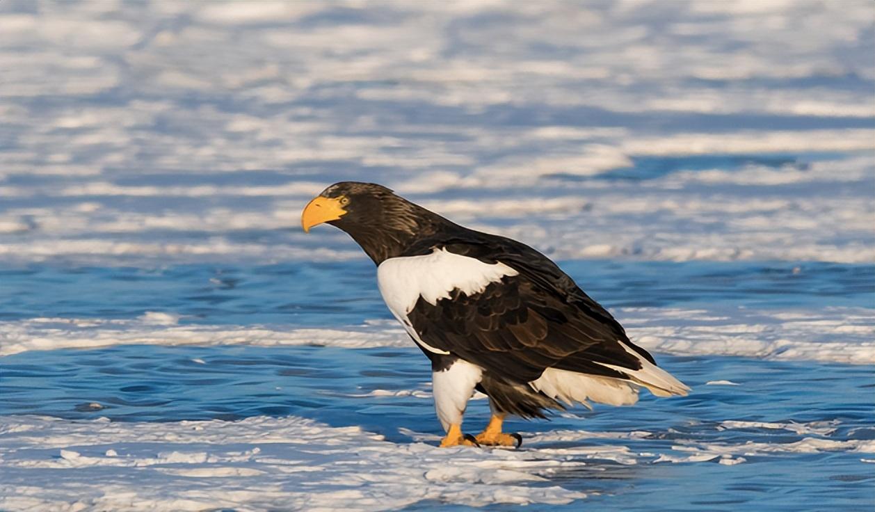 游隼金雕、鹰、秃鹫哪个更厉害一点呢（盘点全球最凶猛的10种鸟类）