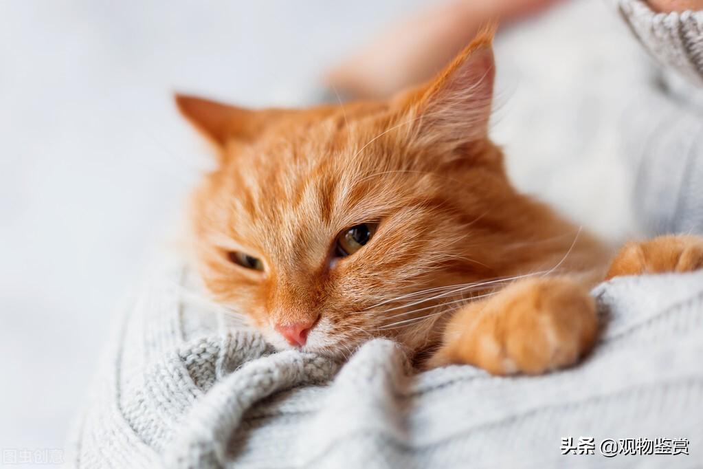 猫咪睡在头边和脚边的区别是什么（教你判断猫信任主人的关键因素）