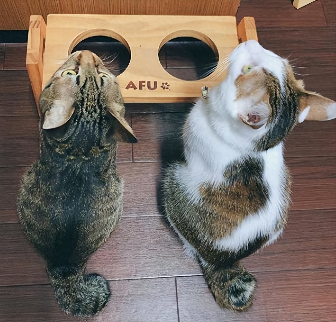 麒麟猫（附：麒麟猫招财且优点有点多哦）