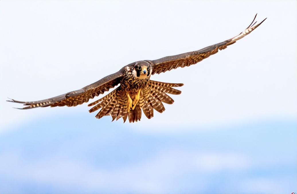 游隼金雕、鹰、秃鹫哪个更厉害一点呢（盘点全球最凶猛的10种鸟类）