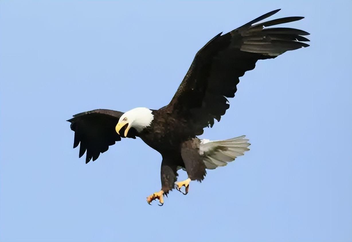 游隼金雕、鹰、秃鹫哪个更厉害一点呢（盘点全球最凶猛的10种鸟类）