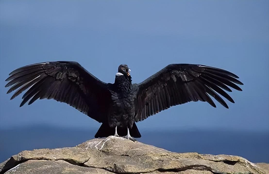 游隼金雕、鹰、秃鹫哪个更厉害一点呢（盘点全球最凶猛的10种鸟类）