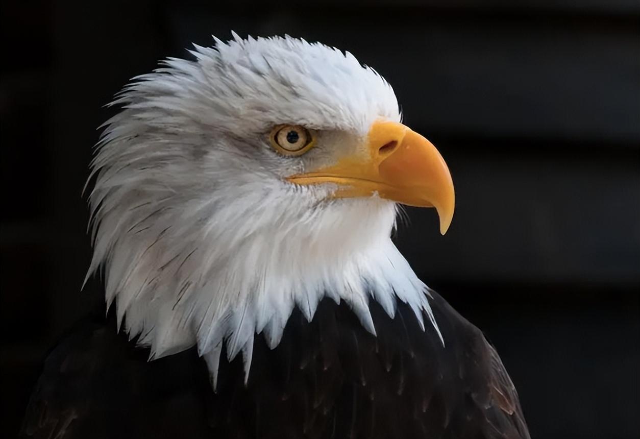 游隼金雕、鹰、秃鹫哪个更厉害一点呢（盘点全球最凶猛的10种鸟类）