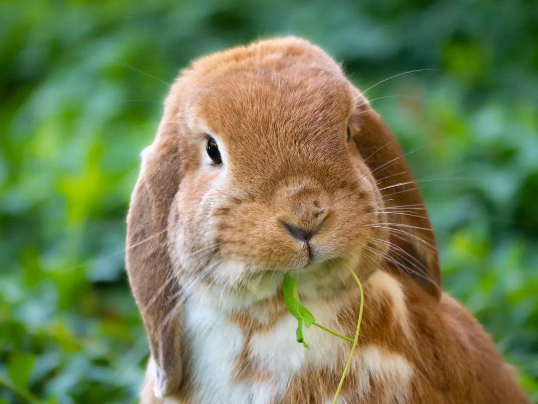 安哥拉侏儒兔能养一只吗（分享侏儒兔放生野外的危险）