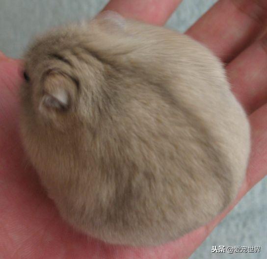 母布丁仓鼠为什么容易因为难产而死呢（布丁仓鼠容易死亡的原因）