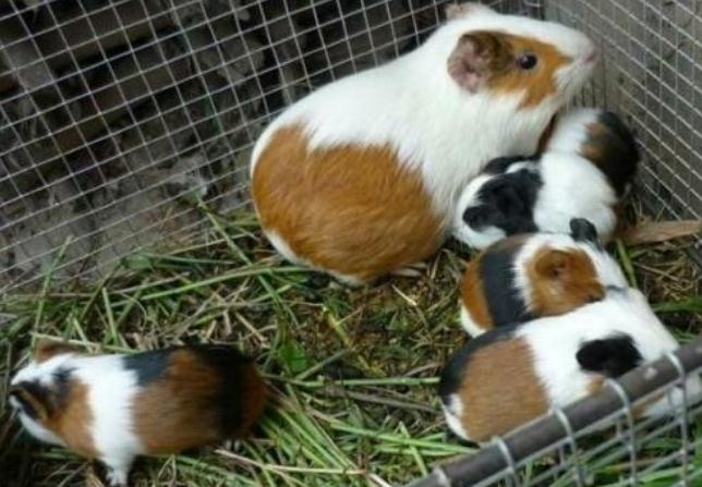 好养的随身携带小宠物推荐（学生适合养什么宠物）