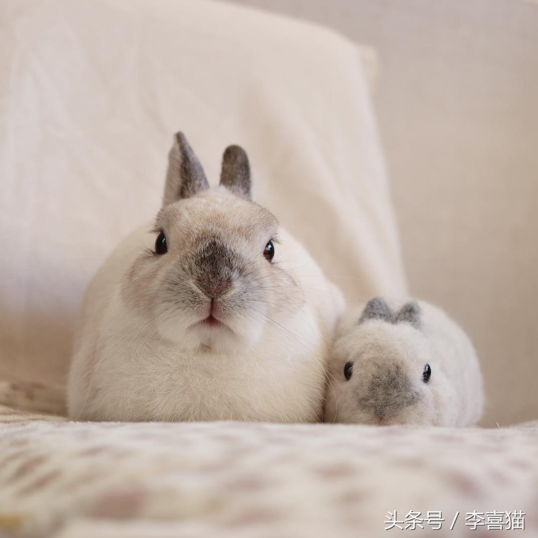 侏儒兔为什么不能随便养一只（分享容易养活侏儒兔的事项）