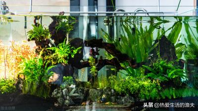 鱼缸水很清但有腥味怎么处理