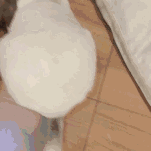 养龙猫的人的巨大危害有哪些呢（盘点7大点劝退想轻松养龙猫的人）