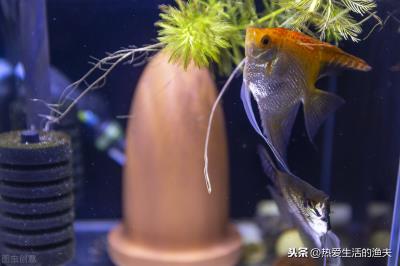 鱼缸水很清但有腥味怎么处理（鱼缸水很清但是有腥味）