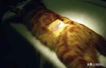 母猫绝育是切哪里(母猫绝育是摘除什么)