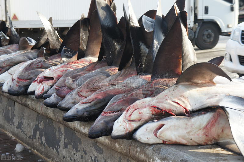 哪几类动物没有心脏呢（盘点世界上没心脏也能活的动物）