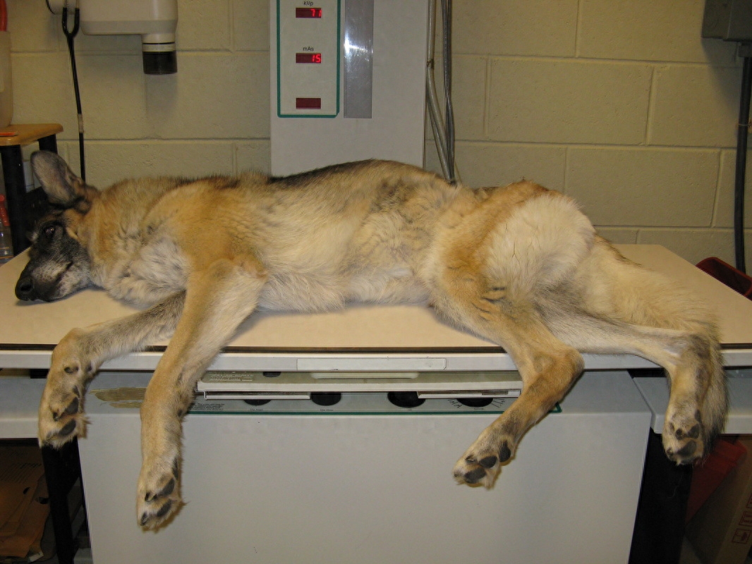 狗狗吐白色泡沫会自愈吗（附：大多数情况下自我清除不用担心）