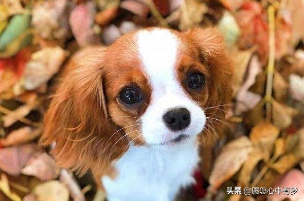 狗狗呕吐白色泡沫粘液吃什么药（附：铲屎官必备宠物健康知识要点）