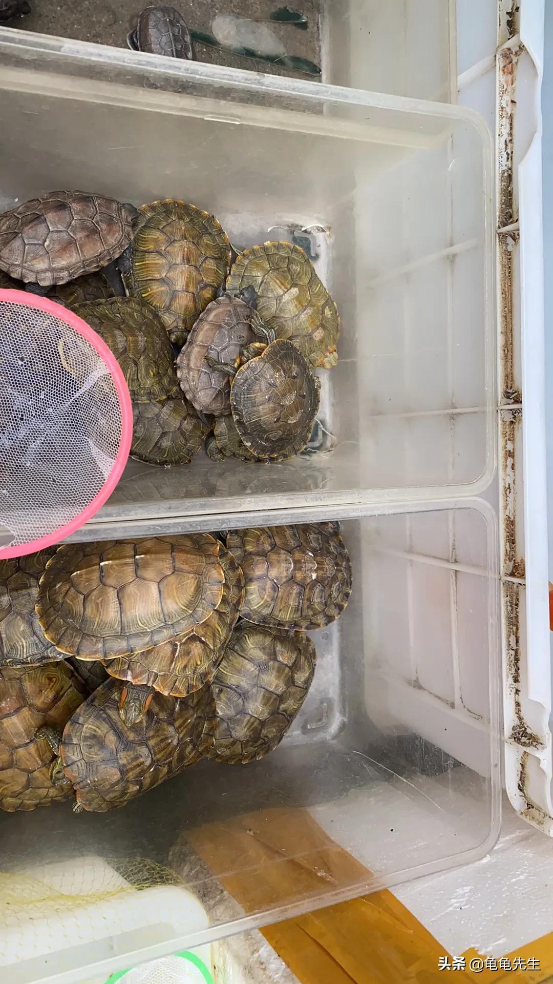 分享巴西龟饲养的正确方法（巴西龟干养还是水养好）