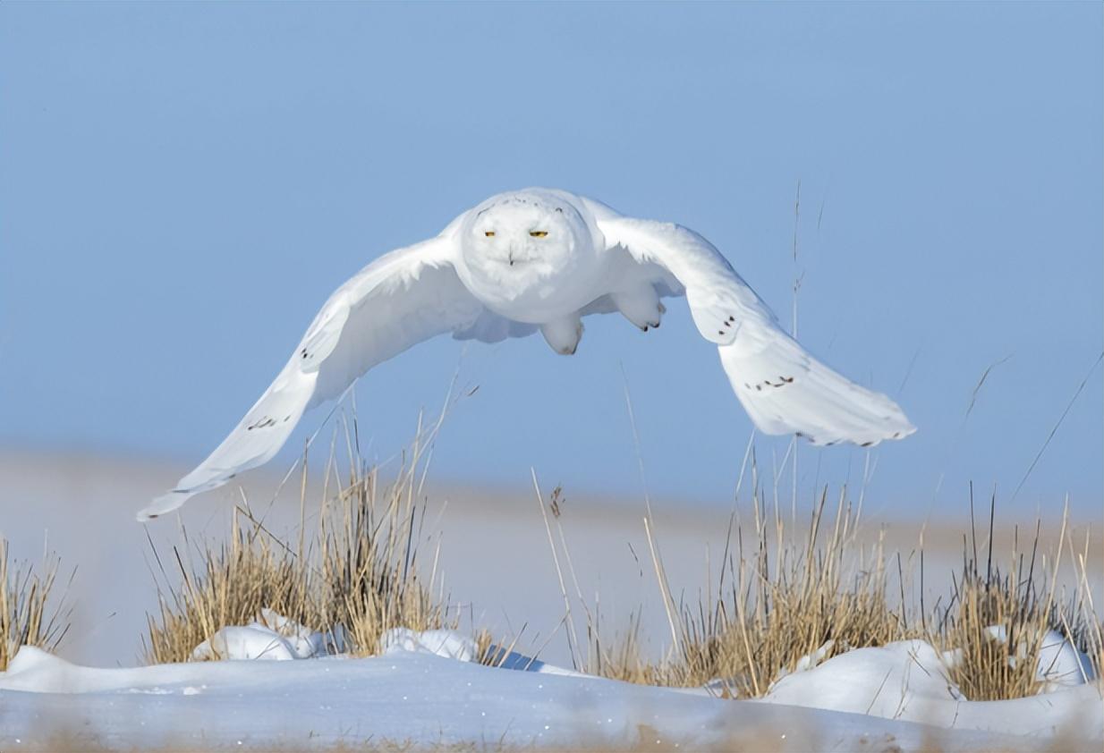 游隼金雕、鹰、秃鹫哪个更厉害一点呢（盘点全球最凶猛的10种鸟类）