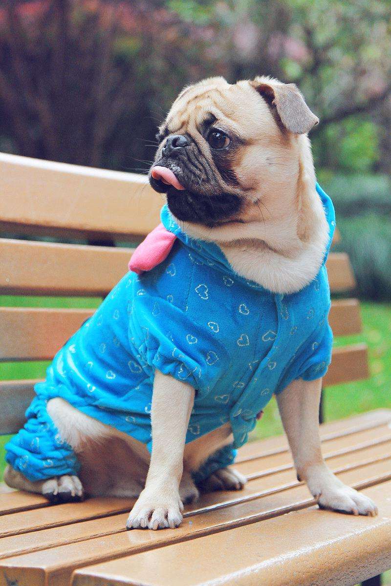 了解6大新手好养的狗狗（什么狗好养活不费钱）