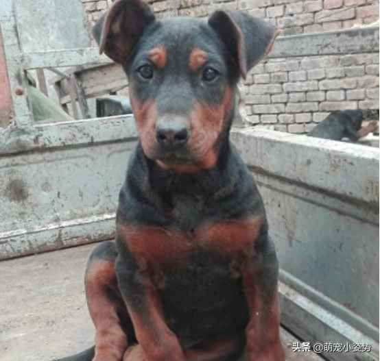 莱州红犬难养吗图（附：号称血统最复杂的中国名犬）