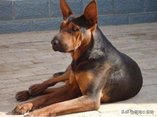 莱州红犬难养吗图（附：号称血统最复杂的中国名犬）