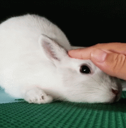 侏儒兔为什么不能随便养一只（分享容易养活侏儒兔的事项）