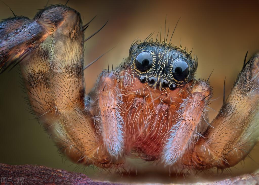 蜘蛛能记住主人吗？为什么？（蜘蛛能记住主人的因素及图片）