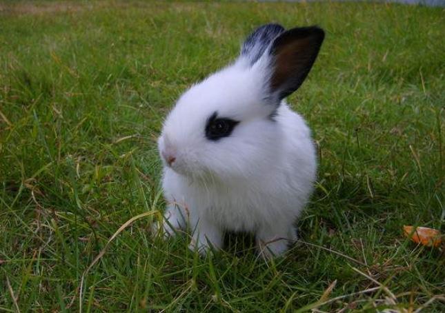 好养的随身携带小宠物推荐