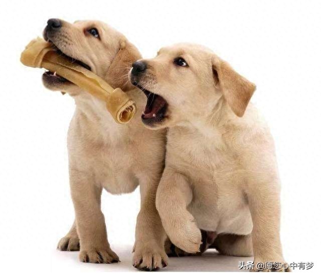 狗狗呕吐白色泡沫粘液吃什么药