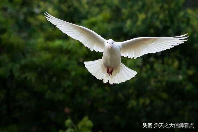 种鸽饲料最佳配方表