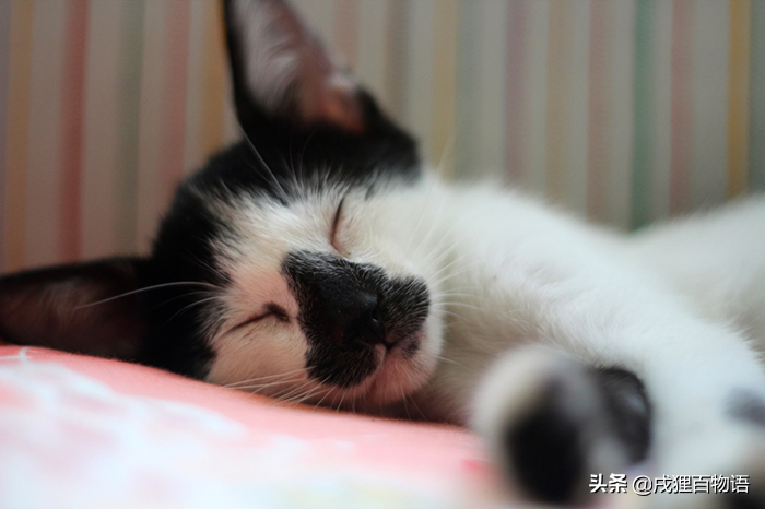 猫嘴一直在空嚼吧唧嘴吐白沫乱跳怎么办